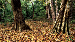 Arippa Forest in Thiruvananthapuram