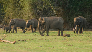 Elephant Herds at Begur Wildlife Sanctuary