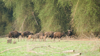 Gaur herds at Begur