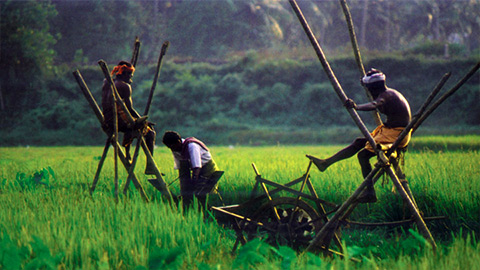 Kuttanad – die Reisschüssel von Kerala