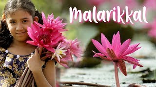 Malarikkal Water Lilies @ Kottayam #Malarikkal