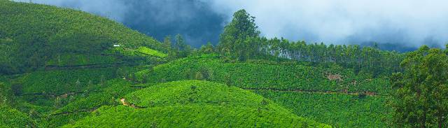 Rolling hills of tea plants, Munnar
