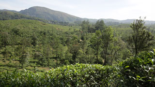 Amrithamedu in Idukki