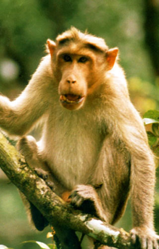 Aralam Wildlife Sanctuary