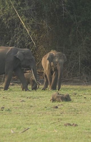 Begur Wildlife Sanctuary, Wayanad