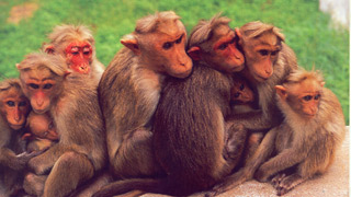 Chimmini Wildlife Sanctuary