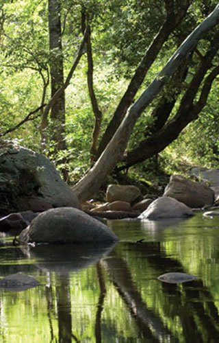Chinnar Wildlife Sanctuary in Idukki