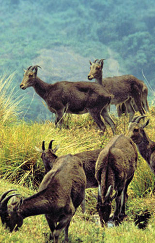 Eravikulam National Park