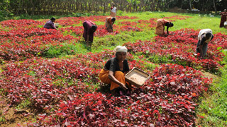 Harvesting spinach