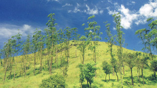 Hills of Wayanad Images