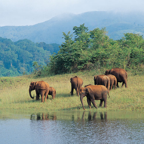 Wildlife