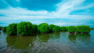 Kayaking at Kavayi
