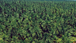Kerala veiled by the greenery