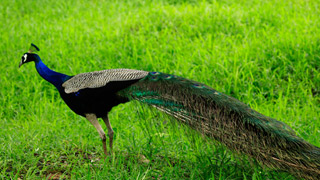 Choolannur Pea Fowl Sanctuary, Palakkad