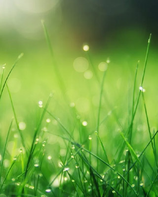 Monsoon