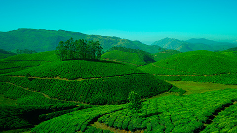 ಮುನ್ನಾರ್