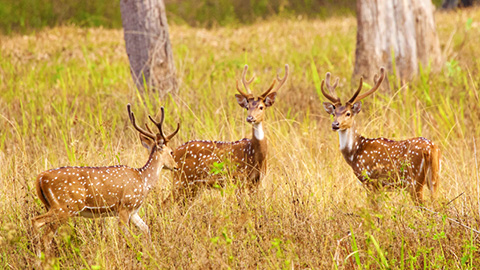 Sanctuaire de la faune Muthanga