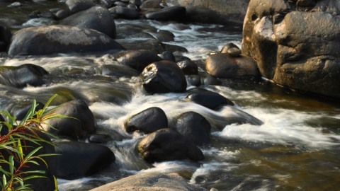 नेडुंक्कयम वर्षा वन, मलप्पुरम