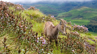 Neelakurinji and Nilgiri Tahr in Munnar