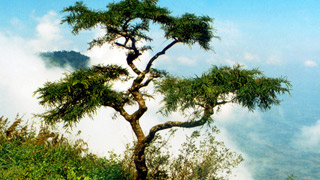 Nelliyampathy - Trekkers' delight !