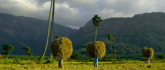 Palakkad