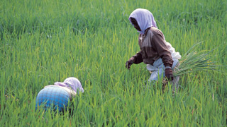 Paddy fields of Kerala