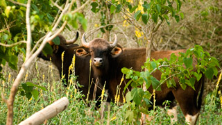 Pandipathu Ecotourism Spot in Thiruvananthapuram
