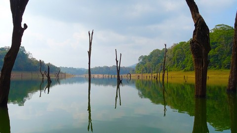 ಪೆರಿಯಾರ್ ಹುಲಿ ಸಂರಕ್ಷಣಾ ಧಾಮ