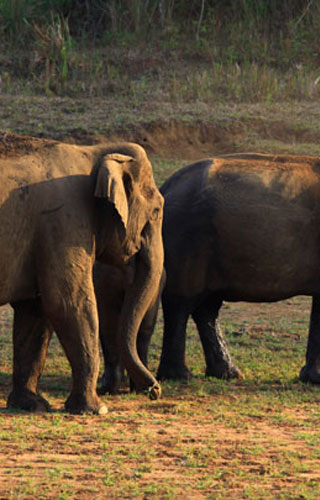 Periyar Tiger Reserve, Thekkady