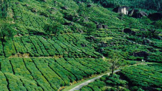 Pullumedu Hill in Idukki