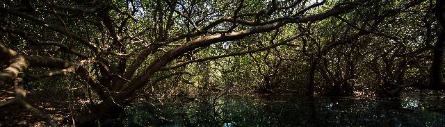 Shulapp Kavu