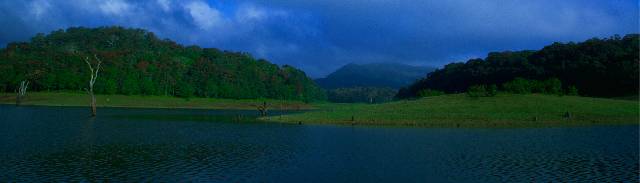 Submerged trees in Periyar Lake
