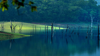 Thekkady: Your Gateway to the Wild