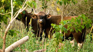 Wayanad - A herd of Indian Gaur