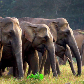 Wildlife