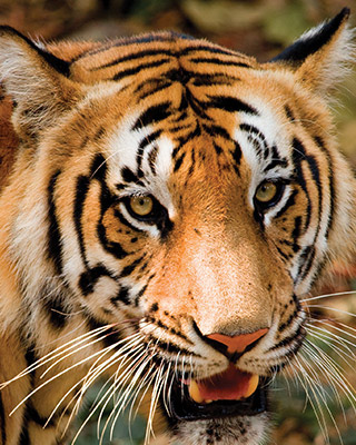 Wildlife