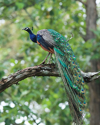 Wildlife