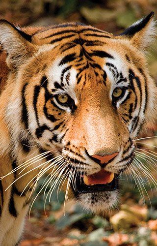 Wildlife in Kerala