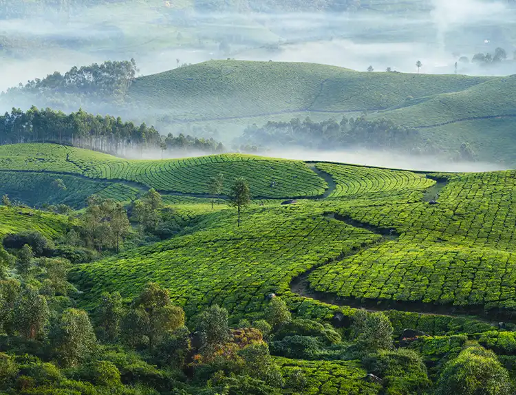 Munnar